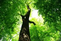 Зеленое дерево