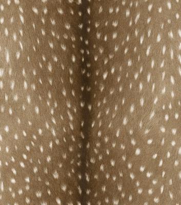 Фото Rasch Black Forest 2016 514810