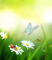 Божья коровка на ромашке