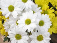Белые и желтые хризантемы