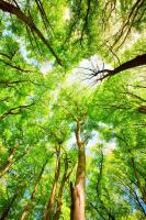 Кроны деревьев