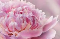 Нежно-розовый пион