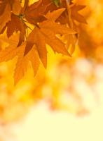 Осенние листья