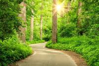 Дорога в лесу