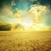 Поле пшеницы