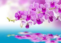 Цветущая ветвь над водой