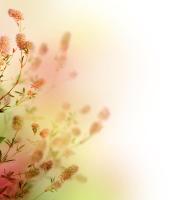 Цветущие ветки