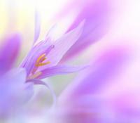 Сиреневый цветок