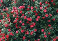 Красный куст