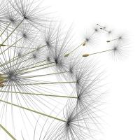 Облетающий одуванчик