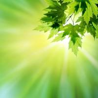 Листья в лучах солнца