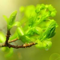 Распускающиеся листья