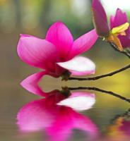 Орхидея над водой