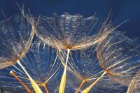 Одуванчик на фоне неба