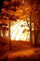 Вечерний лес