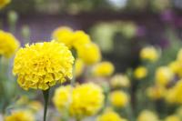 Желтые цветы