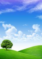 Дерево на холмах