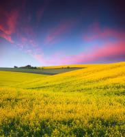 Желтое поле