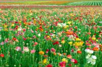 Полевые пионы