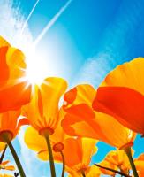 Желтые тюльпаны