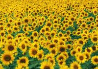 Подсолнухи