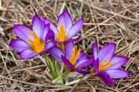 Четыре крокуса