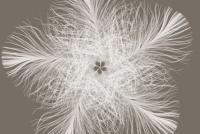 Komar XXL4-006 (Federstern)