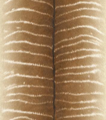 Фото Rasch African Queen 2 473520