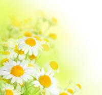 Ромашки