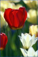 Красные и белые