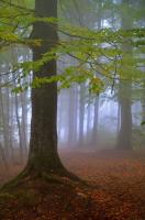 Туман в лесу