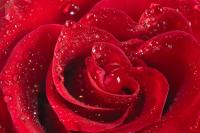 Красная роза