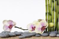 Орхидея и бамбук