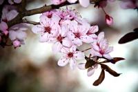 Цветущая вишня