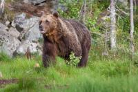 Бурый медведь