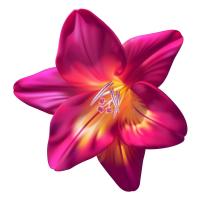 Розовый цветок