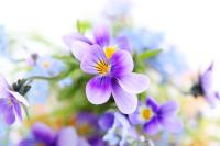 Красивые сиреневые цветы