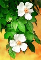 Белые цветы