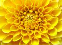 Желтая георгина