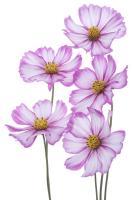 Цветы на белом