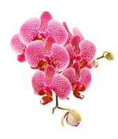 Ветка орхидеи