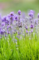 Полевые цветы