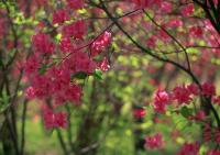 Цветущие ветви