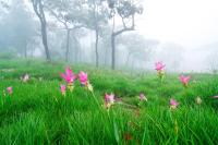 Зеленая трава