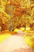 Дорога между деревьями