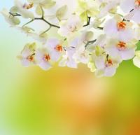 Цветы на зеленом фоне