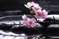 Цветущая ветвь на камнях