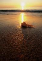 Ракушка на песке