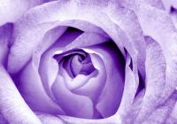Сиреневая роза