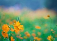 Желтые цветочки